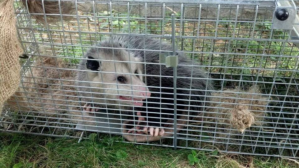 opossum control