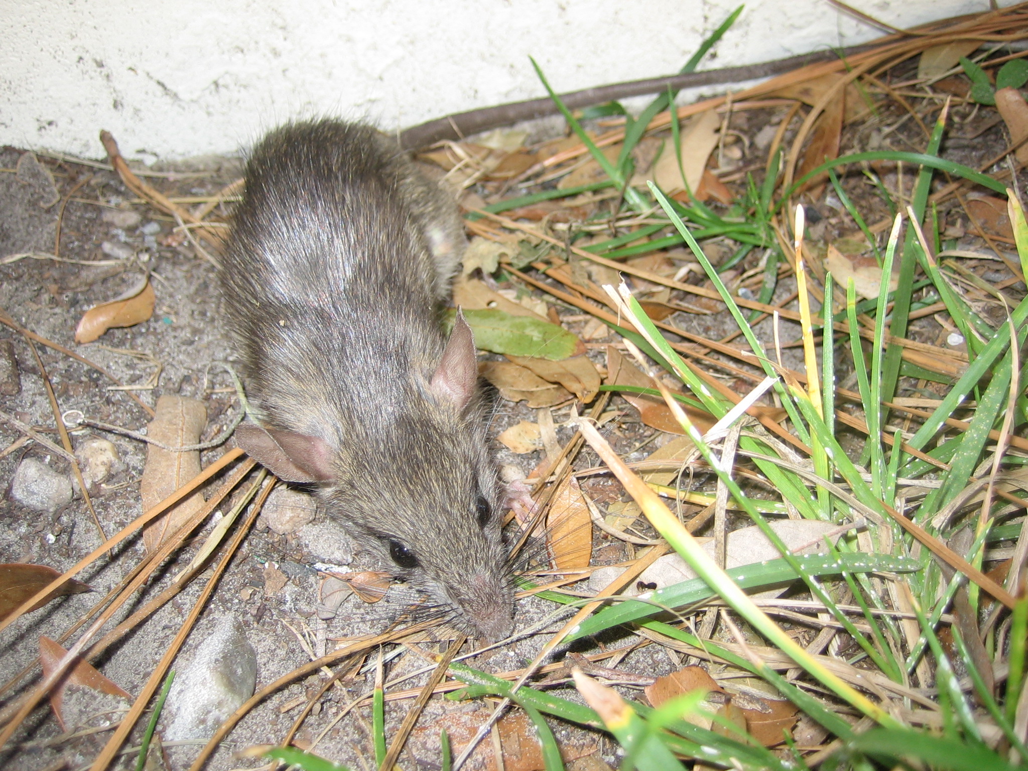 Rat Control NY Wildlife Magic Touch Exterminating and Wildlife Control
